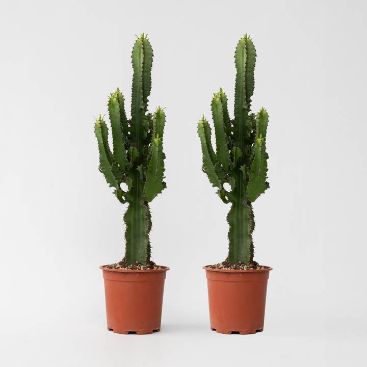 Cowboycactus - 2 planten - Euphorbia Ingens - Hoogte 50-60cm - Ø17cm - Kolomvormige vetplanten in een duopack - Onderhoudsvriendelijke kamerplanten in cactus-look voor woonkamer & kantoor voor wholesale door Oasis of Life