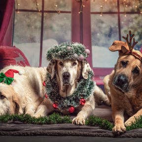 Chiots de Noël pour la vente par Nook Puzzles