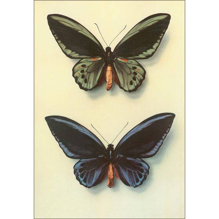 Found Image Press – Engroshandel Brevpapir/sæt med noteskort – Hilsen Kort IS-142 To Sommerfugle