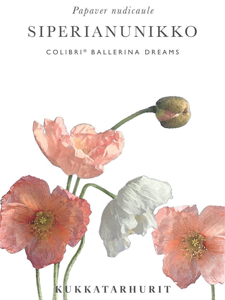 Siperianunikko Colibri® Ballerina Dreams - Mistura de Papoulas em Tons de Pêssego, Salmão e Branco por atacado de Kukkatarhurit
