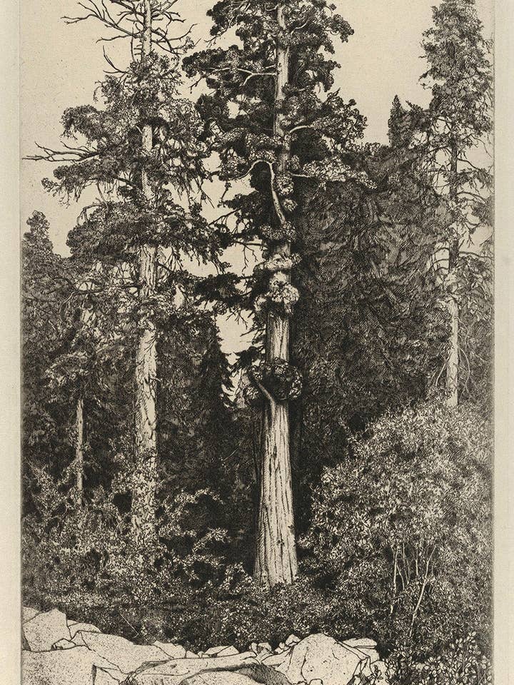 Baby Sequoia di Ernest Haskell per la vendita all'ingrosso da parte di Keep Calm Collection