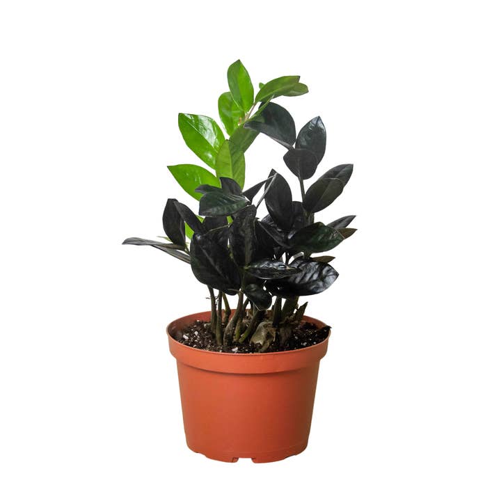 ZZ Zamioculcas 'Reina Negra' para venta al por mayor de Rooted Treasures Farms