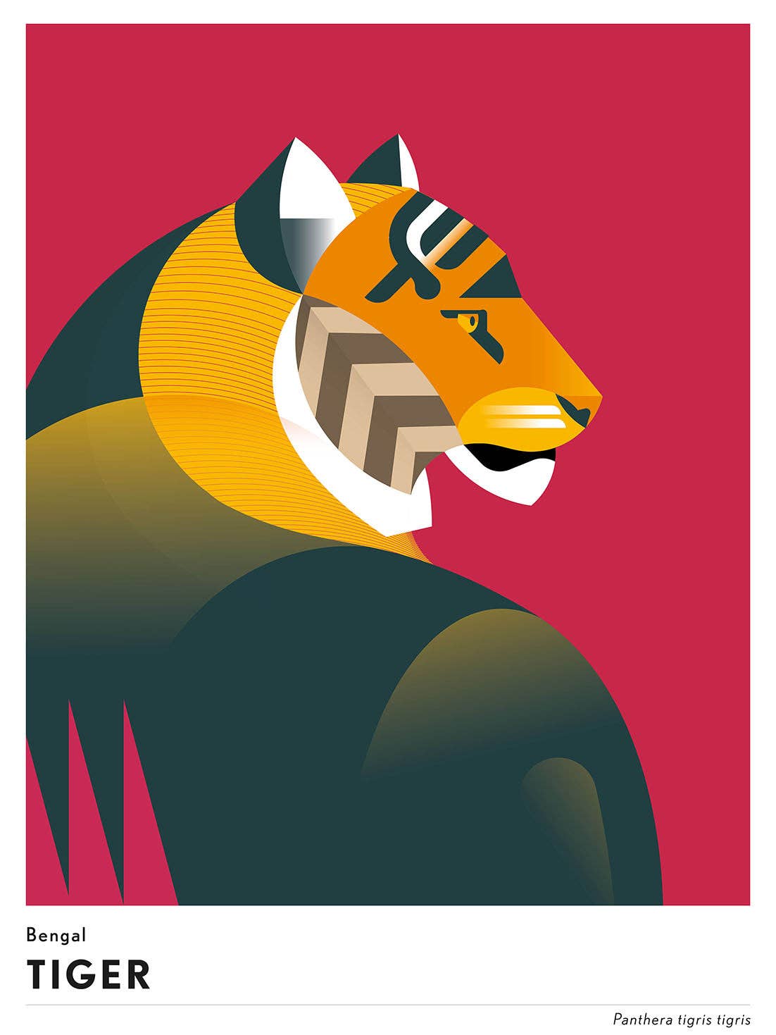 BLUE SHAKER - Vente Affiche d'art - Mark Harrison - Tigre Animal0