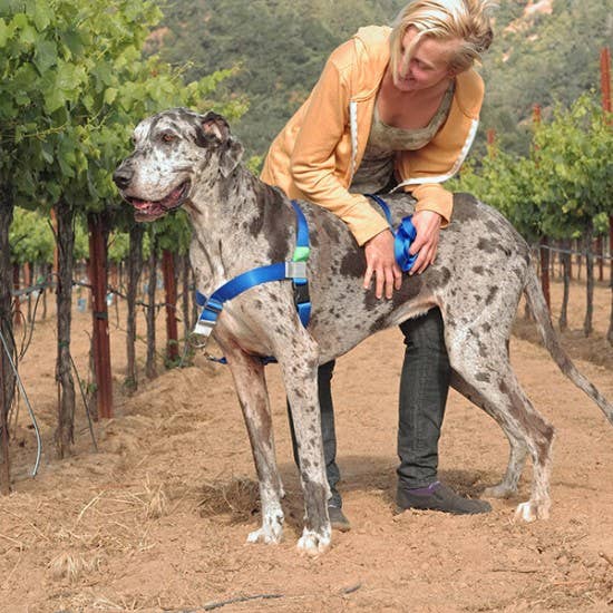 Walk Your Dog with Love Broadband Harness for wholesale by Cotswold Pet Supplies