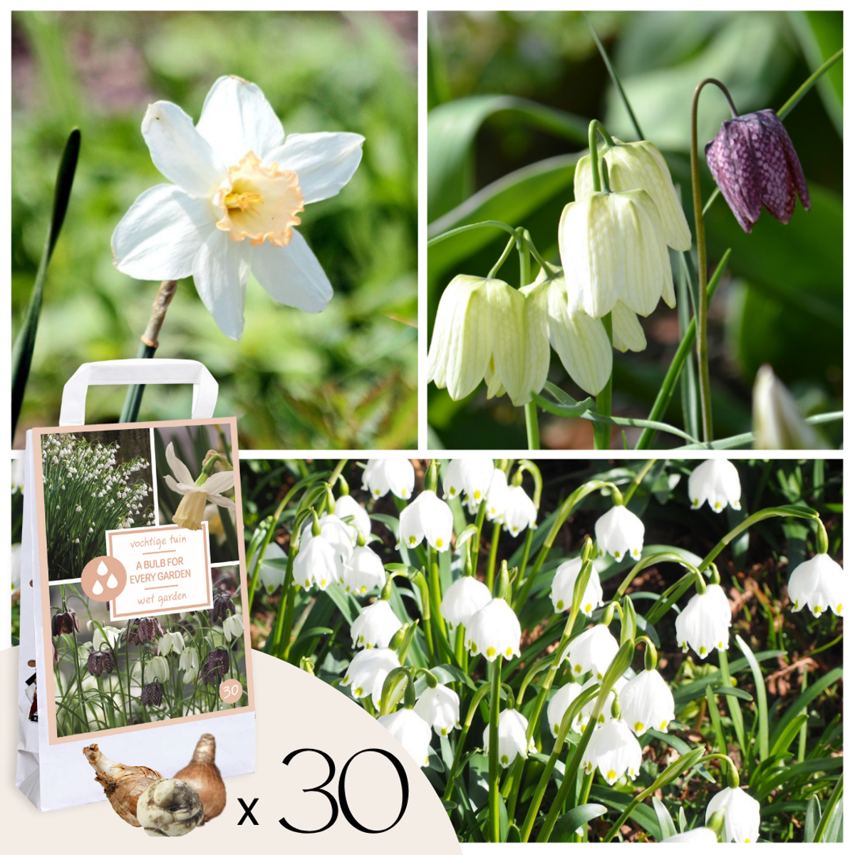 Oasis of Life - Vente Graines de plantes - Boîte de jardin humide – 30 bulbes pour emplacements humides et pluvieux – Mélange de Fritillaria Meleagris, Leucojum Aestivum & Narcissus Recurvus – Rustique, vivace & favorable aux insectes – Pour sols de jardin humides0