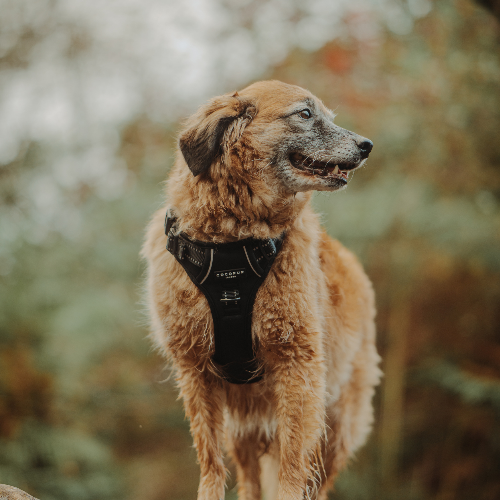 Cocopup London - Wholesale Pet Harness - Dog - Explore Harness - NAKD Liquorice7