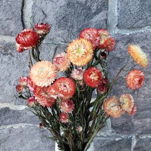 Nustad Family Ranch Blush Strawflower Dried Flowers Bouquet Extra Large