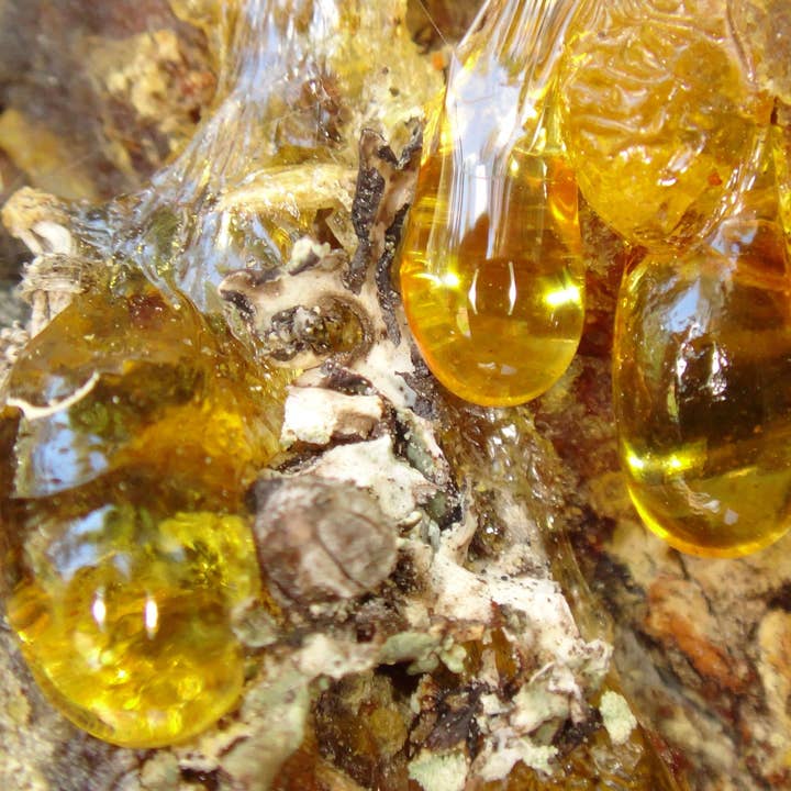 Bâtonnets d'encens en bois de musc ambré pour la vente par Beaches of Tunisia, LLC