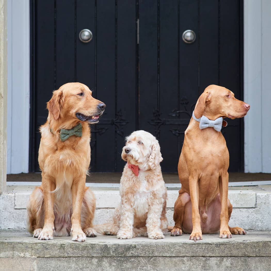 Sweet William Designs - Vente Nœud papillon – chien - Nœud papillon en tweed vert pour chien6