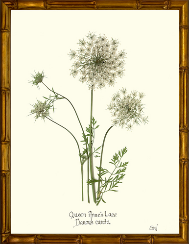 Homegrown Art Co - Wholesale Art Print - Queen Anne's Lace Flower Pressing - Botanical Art Print4