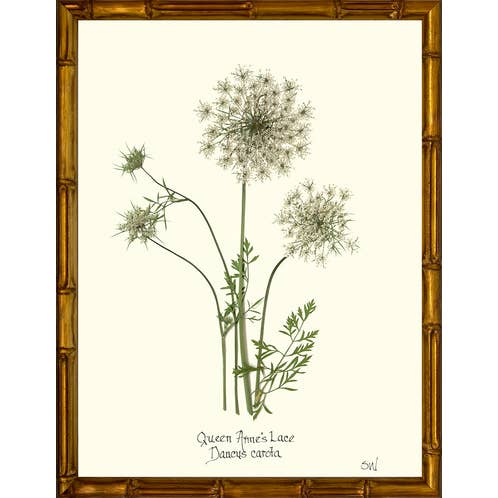 Homegrown Art Co - Wholesale Art Print - Queen Anne's Lace Flower Pressing - Botanical Art Print4