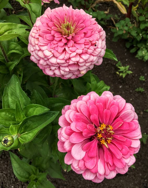 Decker Rd. Seeds - Wholesale Plant Seeds - Zinnia 'Luminosa' Flower Seeds1