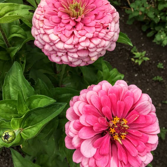 Decker Rd. Seeds - Wholesale Plant Seeds - Zinnia 'Luminosa' Flower Seeds1