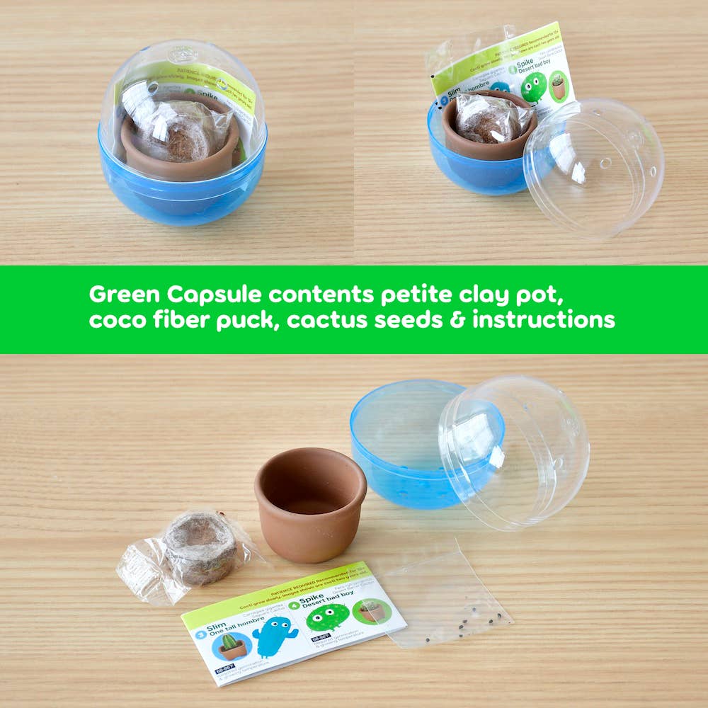 Noted - Wholesale Plant Seeds - Green Capsule Cacti Cuties - Assorted 4 Styles2