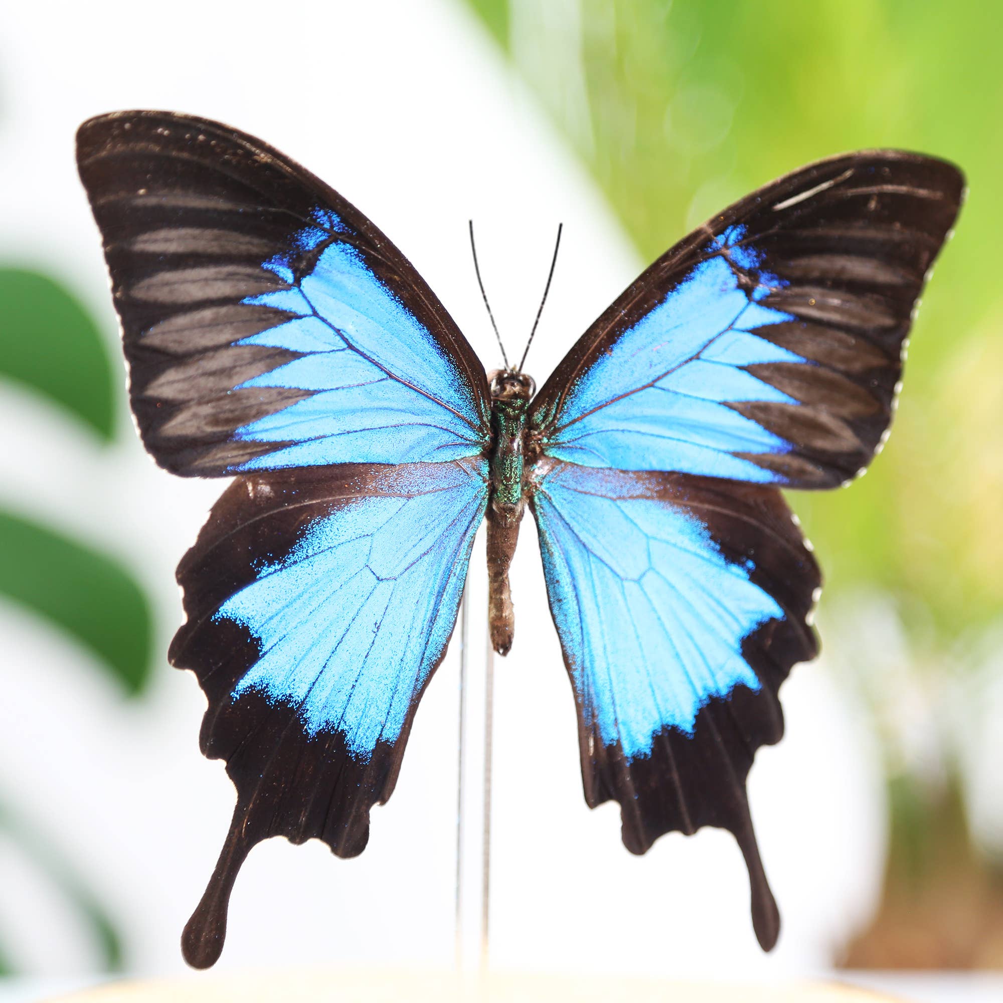 Curated Studio - Wholesale Picture Frame - Blue Emperor Butterfly Taxidermy Box Frame1