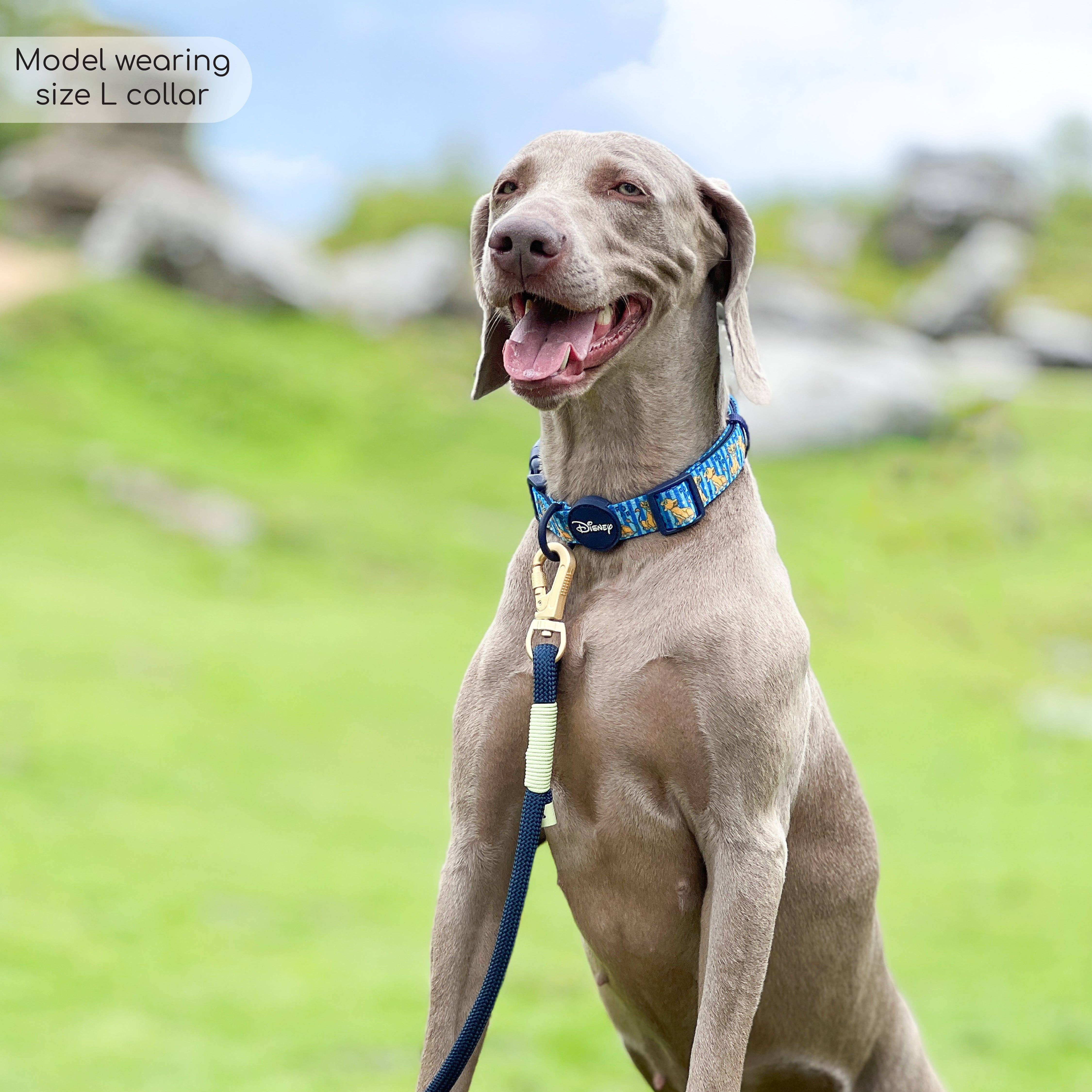 Pawsome Paws - Wholesale Pet Collar - Dog - Disney© Collar - Simba7