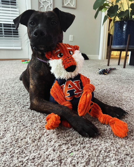 HuggleGroup - Wholesale Pet Plush Toy - Dog - Auburn University, Aubie the Tiger Knottie® Plush Dog Toy5