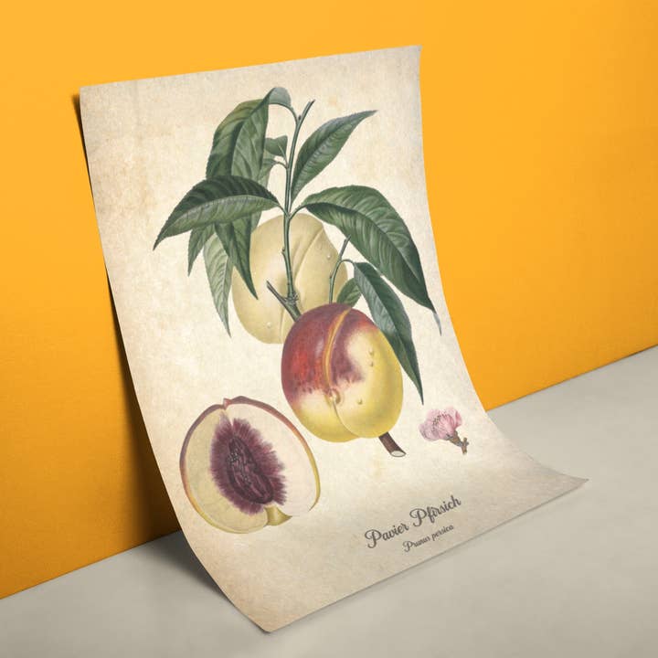 Retro Peach Botanic Poster for wholesale by reetro