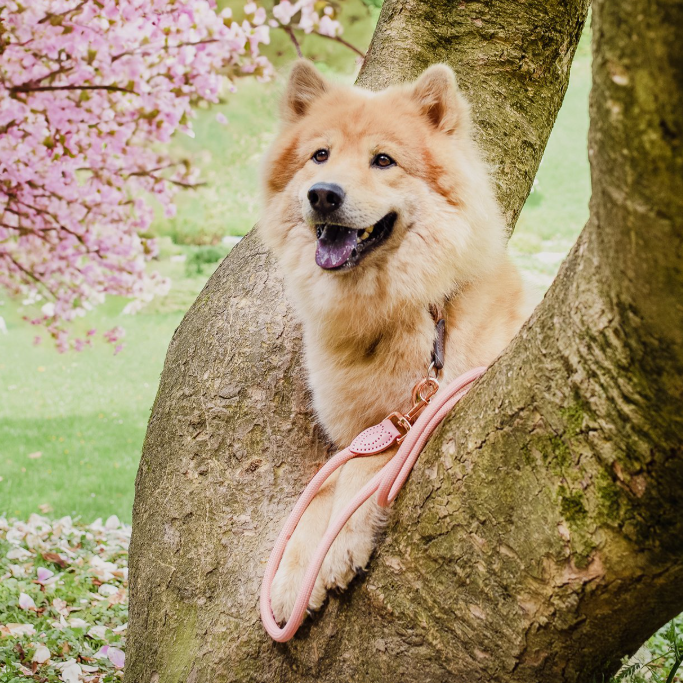 ne&no - Vente Laisse – chien - ne&no® Laisse pour chiens –120 ou 170 cm– laisse fixe20