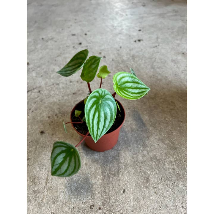 Pastèque Peperomia de 4 po pour la vente par Triad Plants