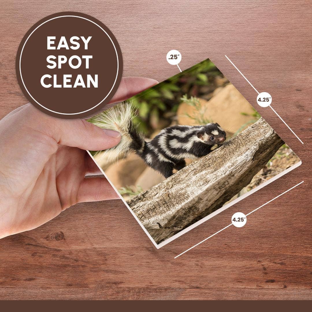 3dRose - Wholesale Coasters - 3dRose, Pine County. Captive spotted skunk. , Coaster6