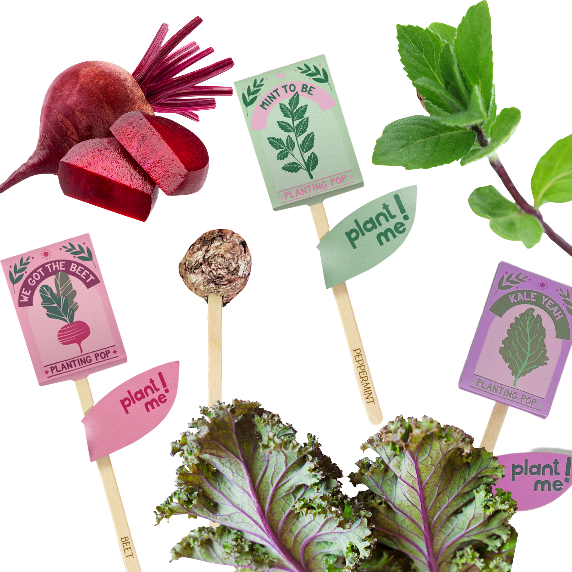 Sow the Magic - Wholesale Plant Seeds - Mint To Be 💚 Garden + Gift Seed Planting Pop5