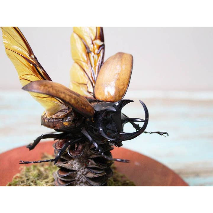 Newman Art Designs - Wholesale Decorative Figurine - 5 horned rhinoceros beetle in a dome