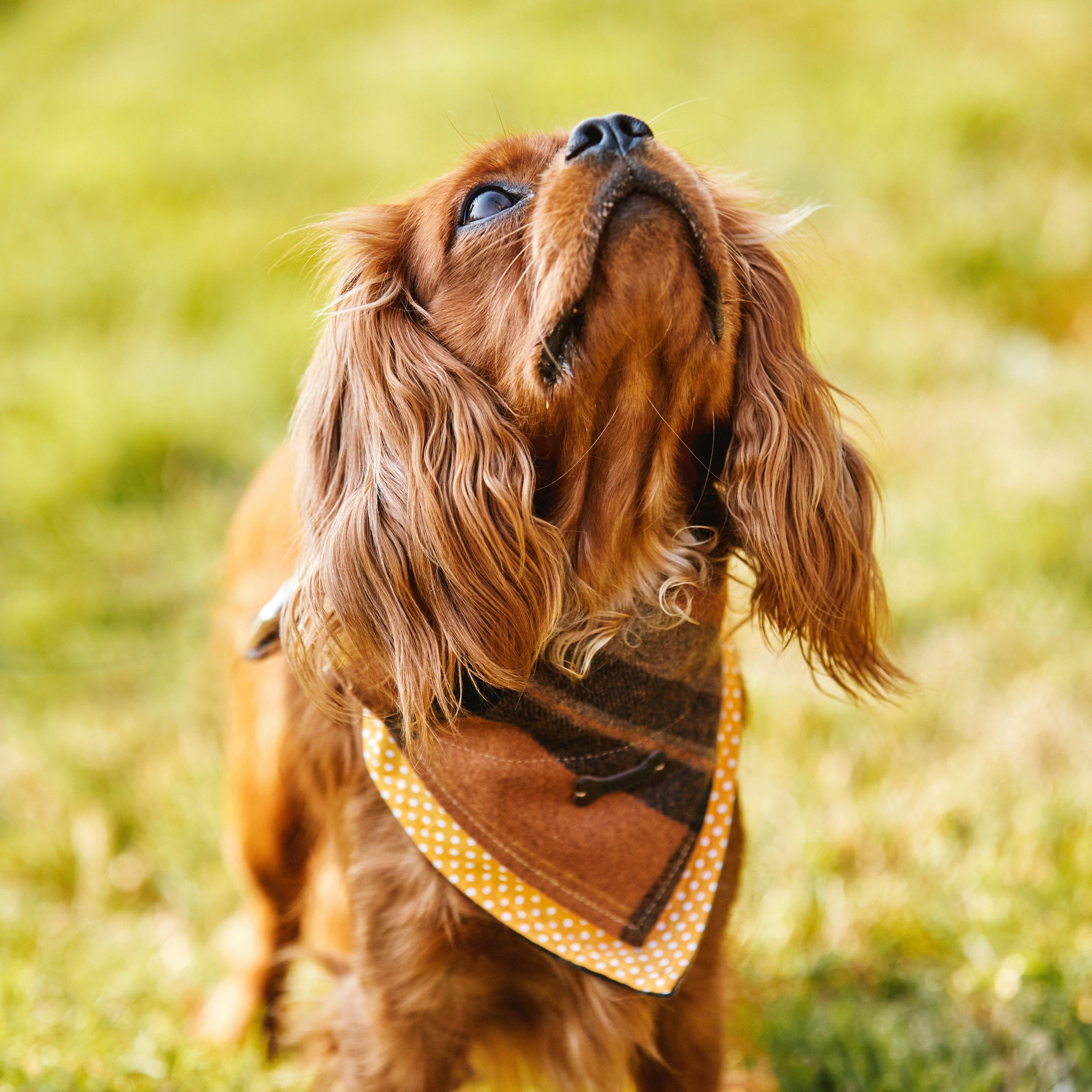 Heritage Traditions - Wholesale Pet Bandana - Dog - Heritage  Hounds Tartan Dog Bandana12