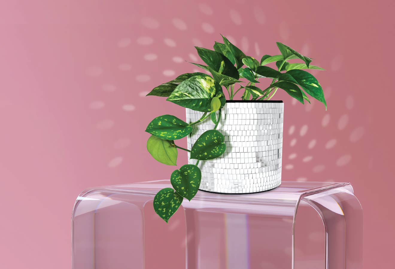 NPW - Wholesale Plant Pot - Disco Tabletop Planter