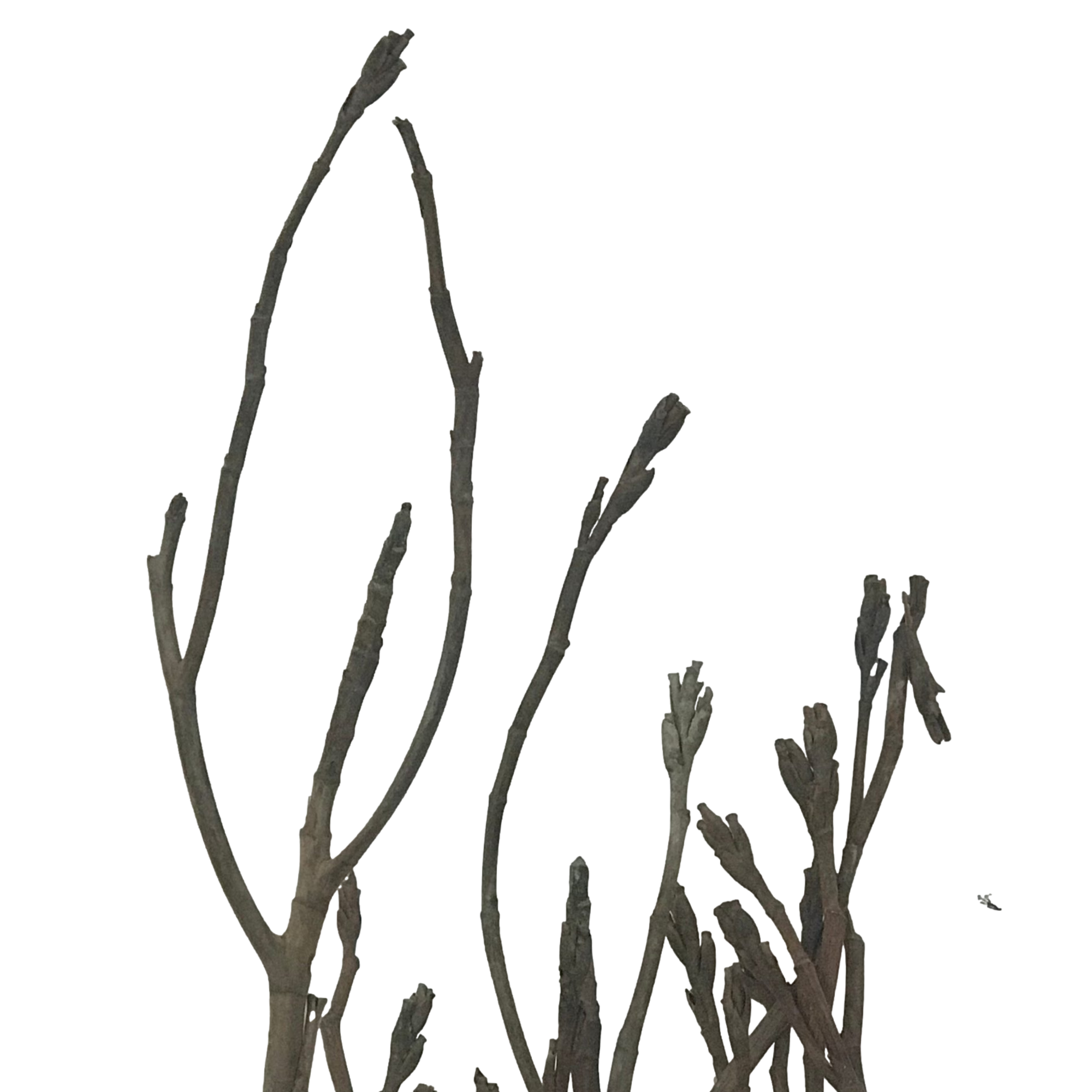 Wilco Home – Großhandel Weihnachtsschmuck – Natürlicher Tarabaum-Weihnachtszweig2