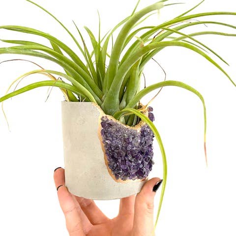 Plant One On Me Designs - Wholesale Plant Pot - Large Geode Planter with Air Plant - Mixed Crystal - Vessel
