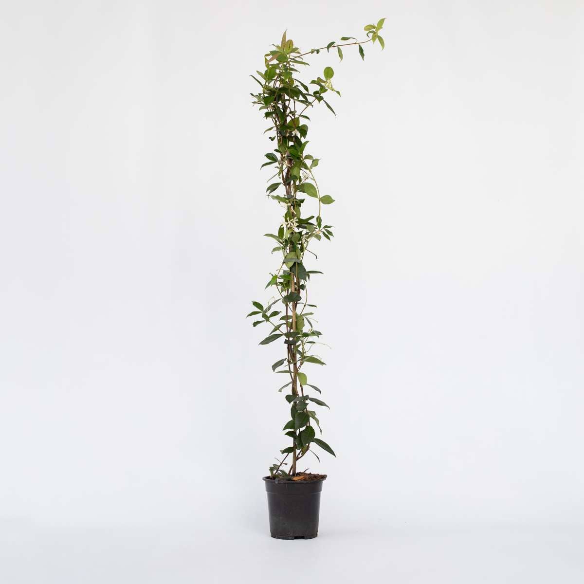 Oasis of Life – wholesale Levande växt – Stjärnjasmine Trachelospermum jasminoides – 8 växter – Höjd 110-120cm – Ø17cm – Ständigt grön klätterväxt med doftande vita blommor – Vinterhärdig toskansk jasmin för trädgård & terrass1