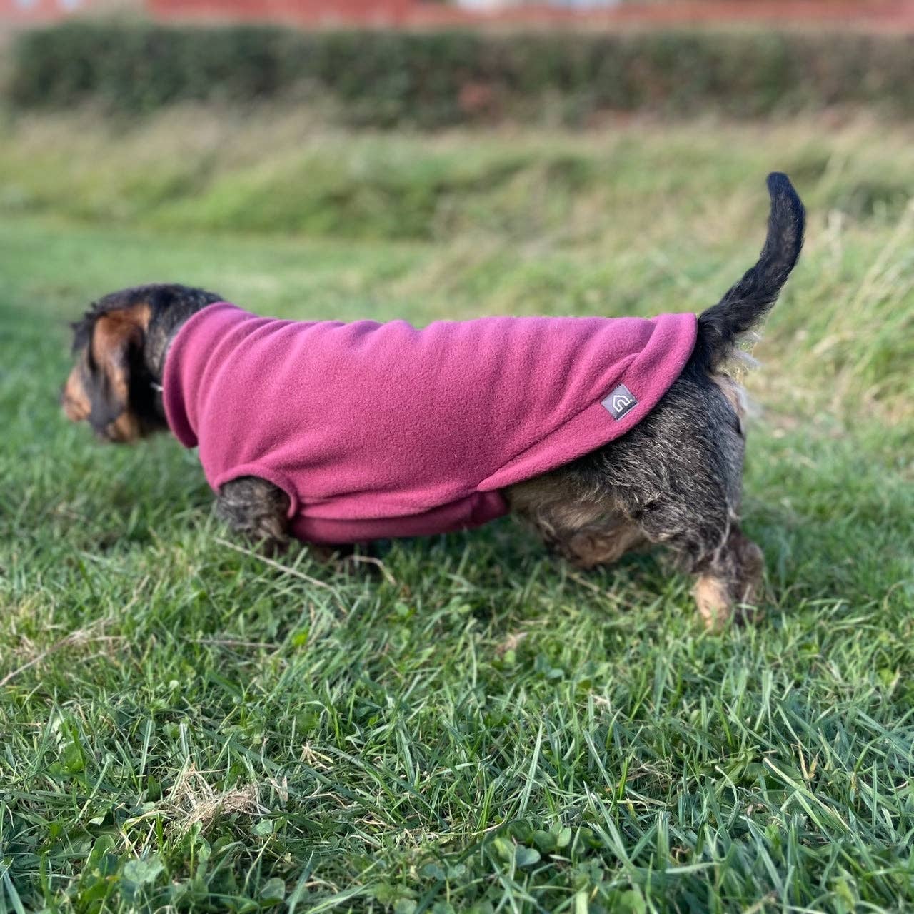 Doghouse - Vendita all'ingrosso Maglione - Cani - Maglione in pile per bassotti standard5