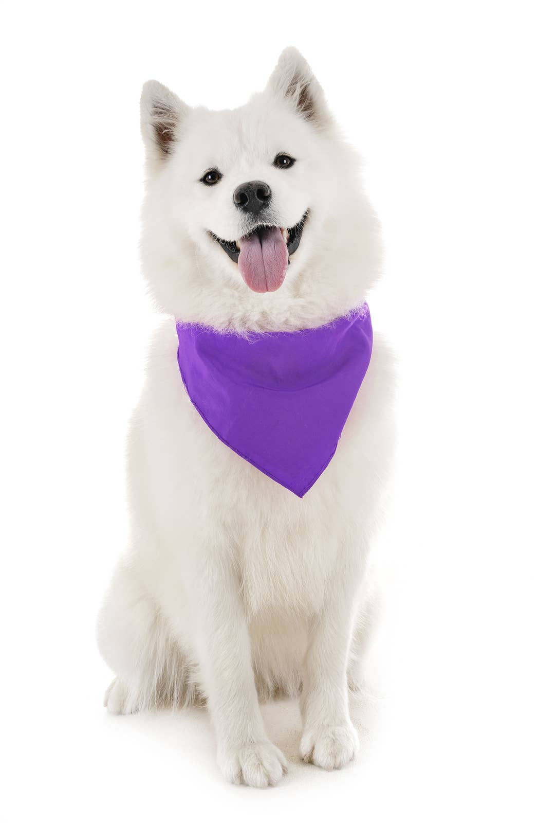 Bandanas Wholesale - Vente Bandana – chien - Lot de 120 bandanas pour chien en coton uni - 20 pouces6