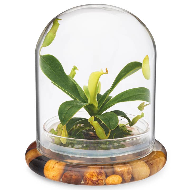 bloomify - Wholesale Live Plant - Live Pitcher Plant Terrarium, Nepenthes Tobaica with Moss, Must-have Home Décor4