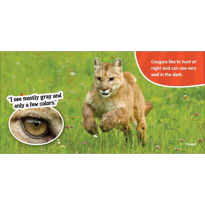 AdventureKEEN - Wholesale Baby & Toddler Book (0-2) - Peepers & Peekers1