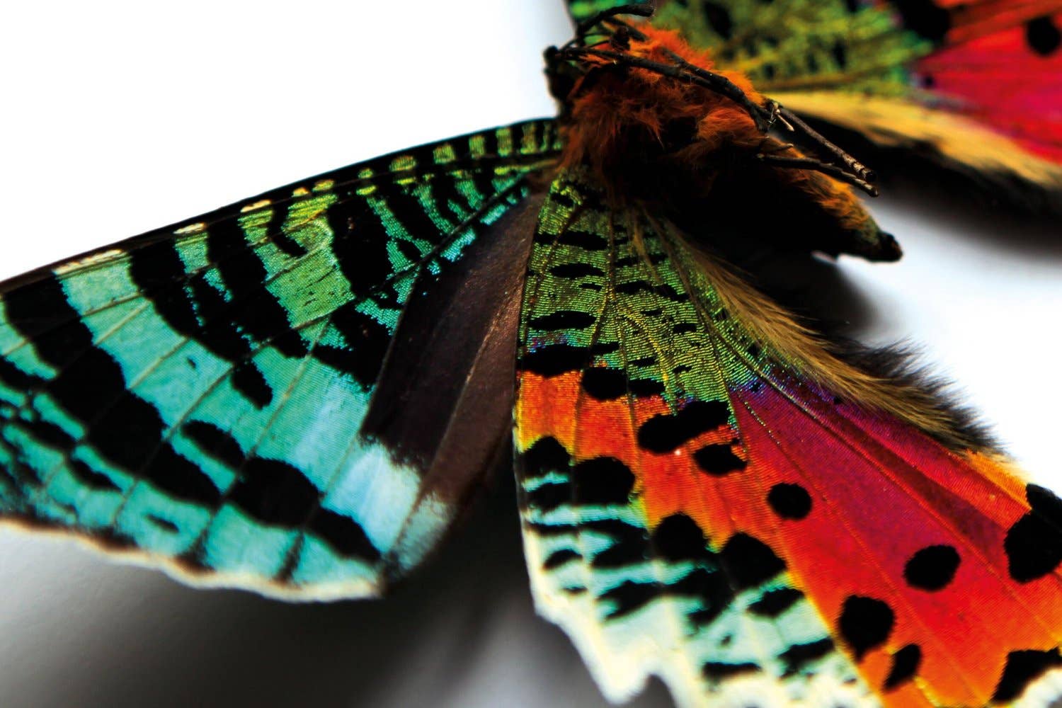 Curated Studio - Wholesale Wall Accent - Madagascan Sunset Moth Butterfly Taxidermy Box Frame1