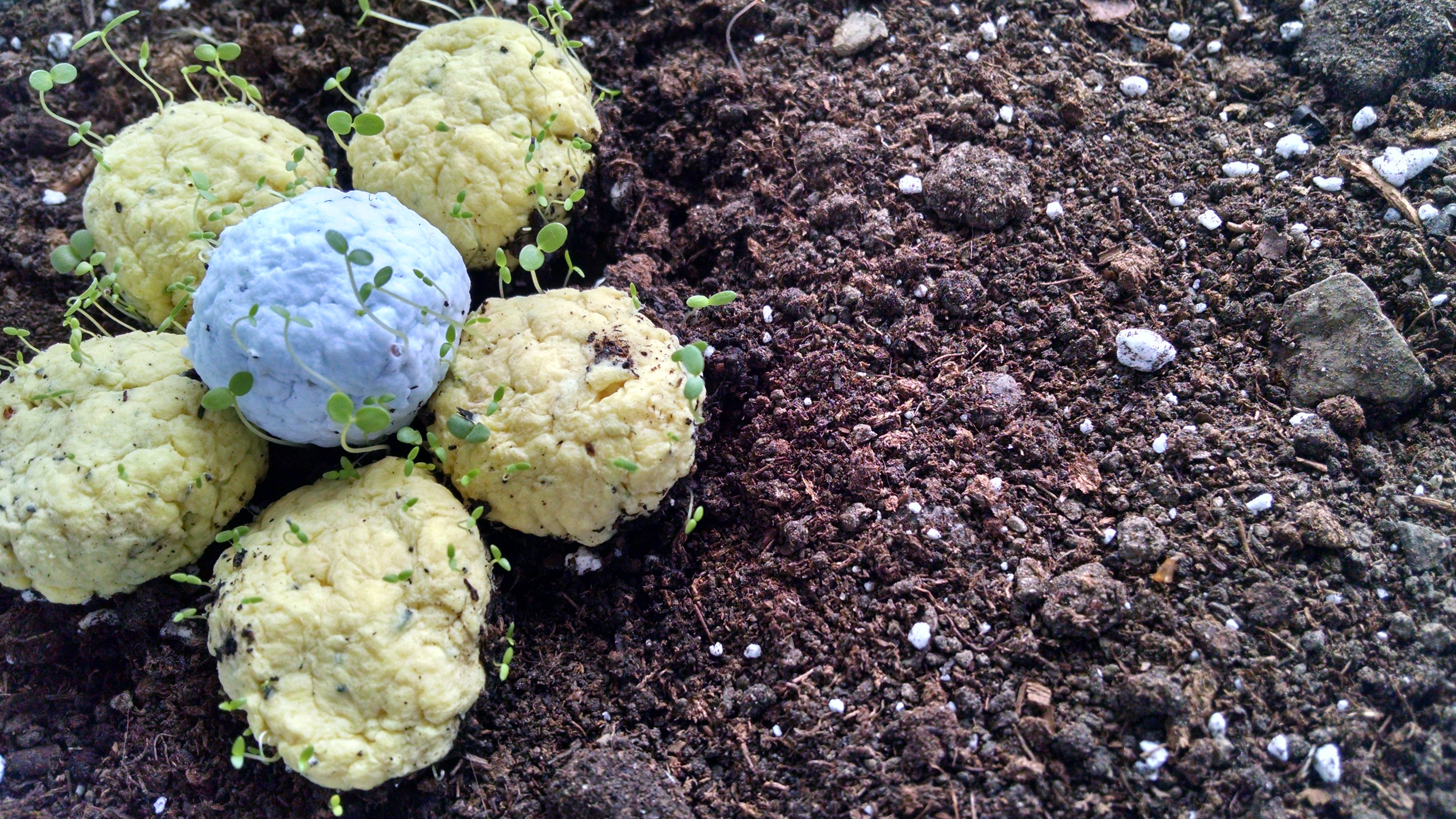 Plantables and Paper - Wholesale Plant Seeds - BULK Wildflower Seed Balls7