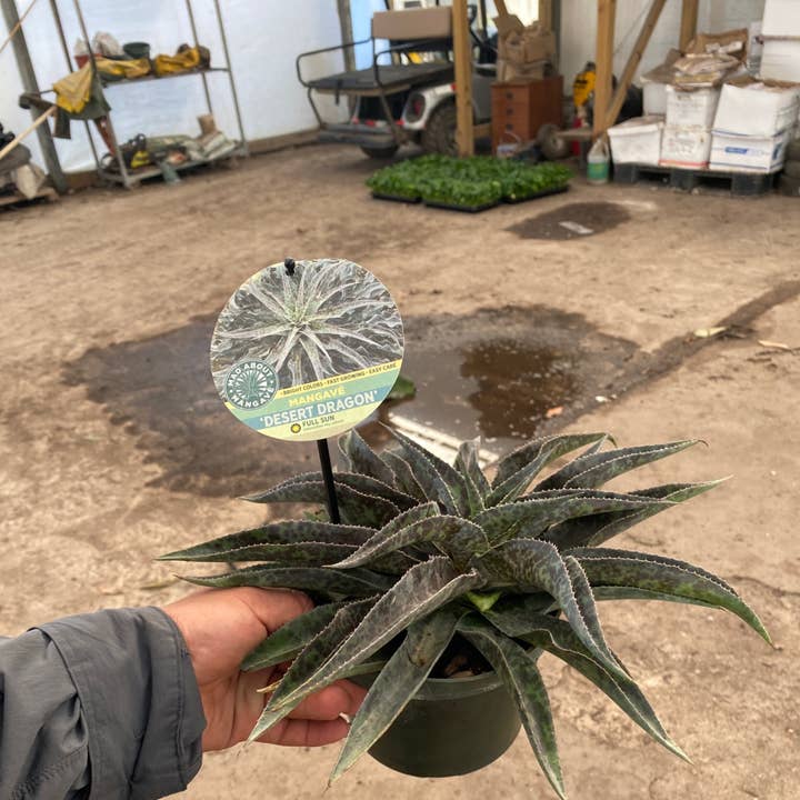 6" Succulents Mangave Desert Dragon for wholesale by Triad Plants