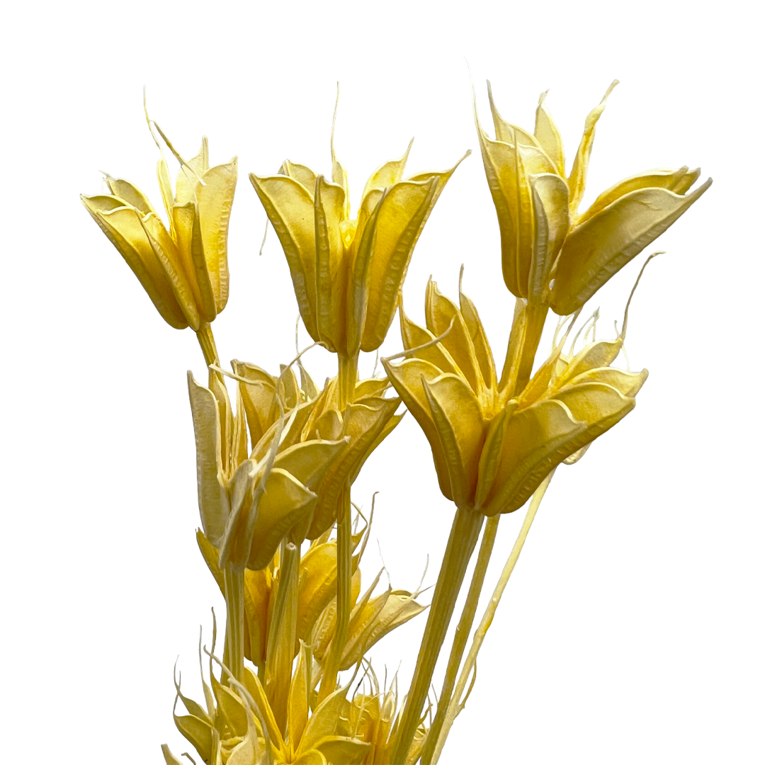 2626 Designs - Wholesale Dried/Pressed Flowers - Dried Octagon Flower, Nigella Orientalis-Love in a Mist, 24"4