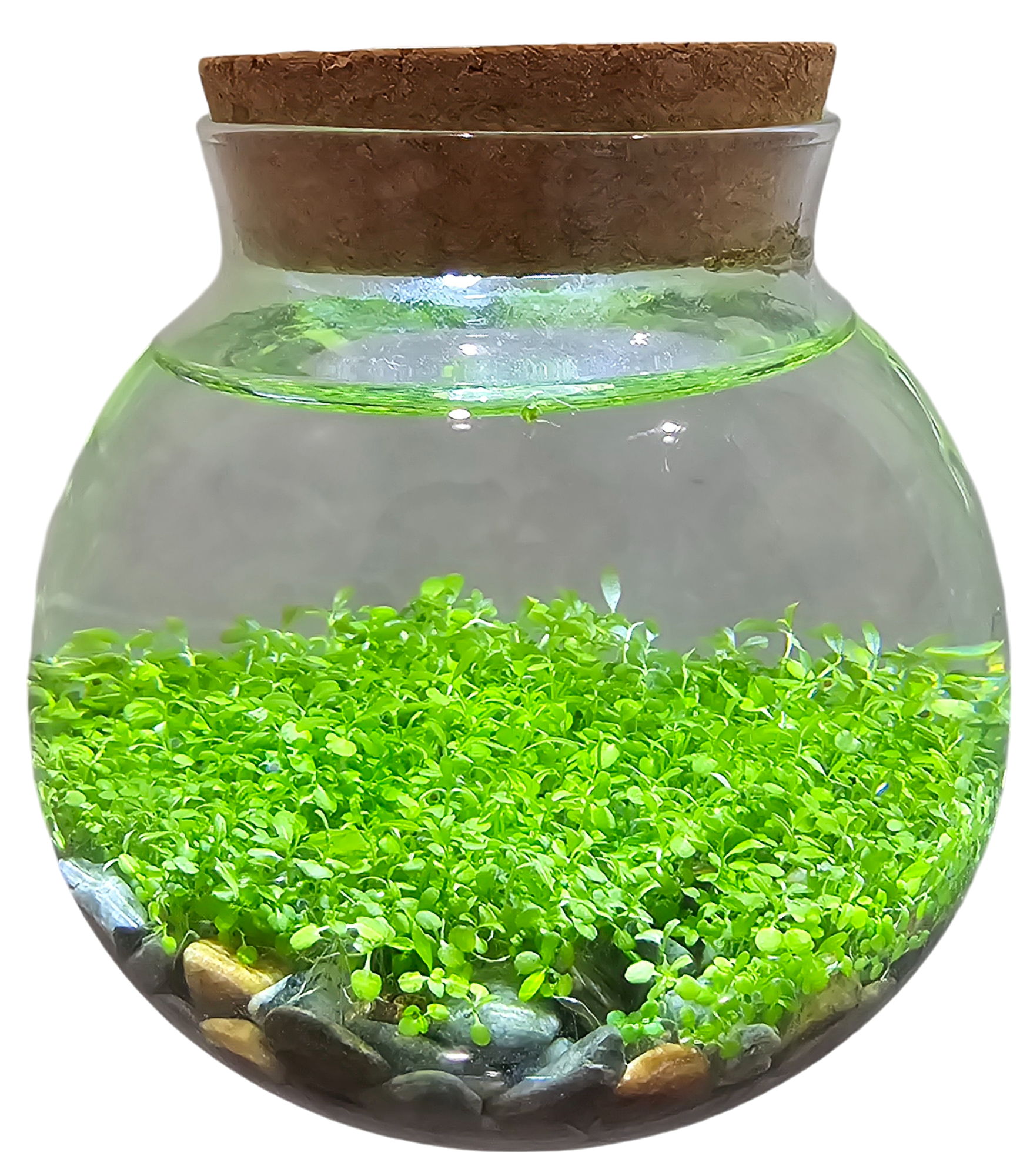 Silver Circle Products - Vente Terrariums - Kit de Semences Aquatiques WaterPlants Terrarium en Verre avec Lumière LED6