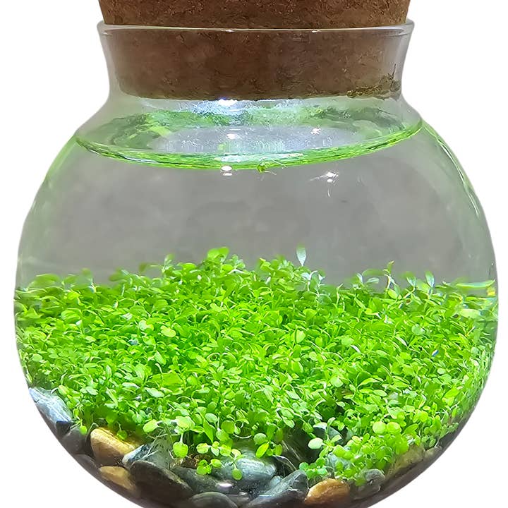Silver Circle Products - Wholesale Terrarium - WaterPlants Aquatic Seed Kit Glass Terrarium with LED Light6