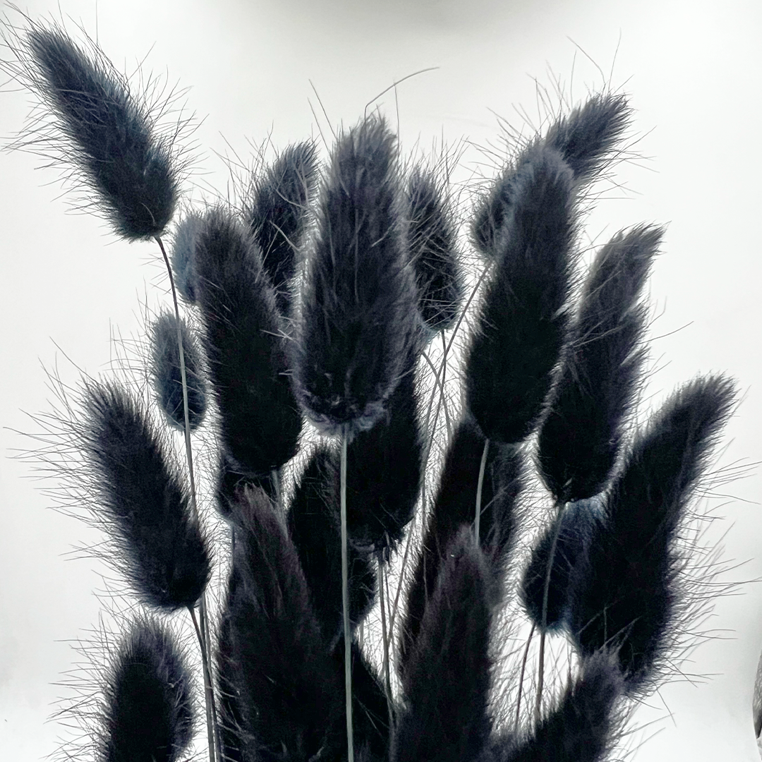 2626 Designs - Wholesale Dried/Pressed Flowers - Bunch Dried Bunny Tails Grass-20-24"  apx 1 oz9