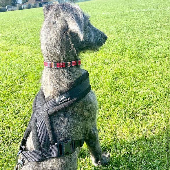 Miro & Makauri – wholesale Pet harness – Dog – Miro & Makauri Premium Fleece Padded Dog Harness5