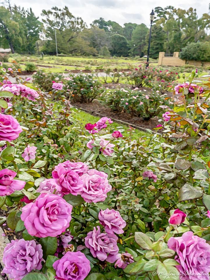 Watercolor Digital Prints - Rose Garden for wholesale by My Curly Adventures