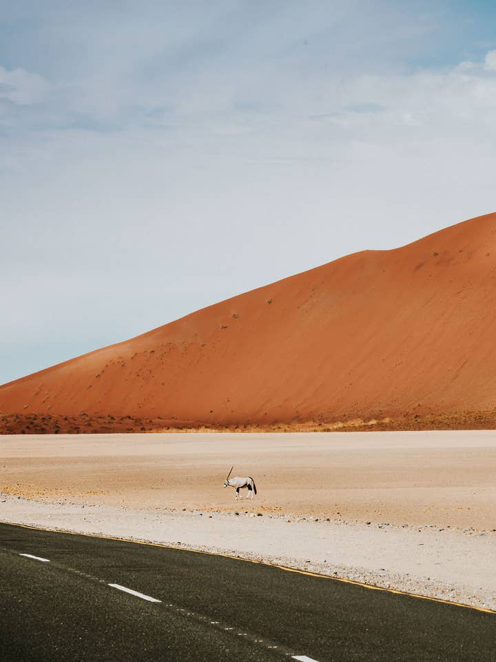 Oryx - African Print for wholesale by The Kenclare House