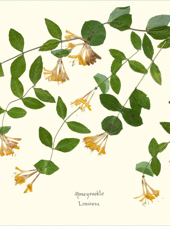 Impression botanique - Chèvrefeuille pour la vente par Homegrown Art Co