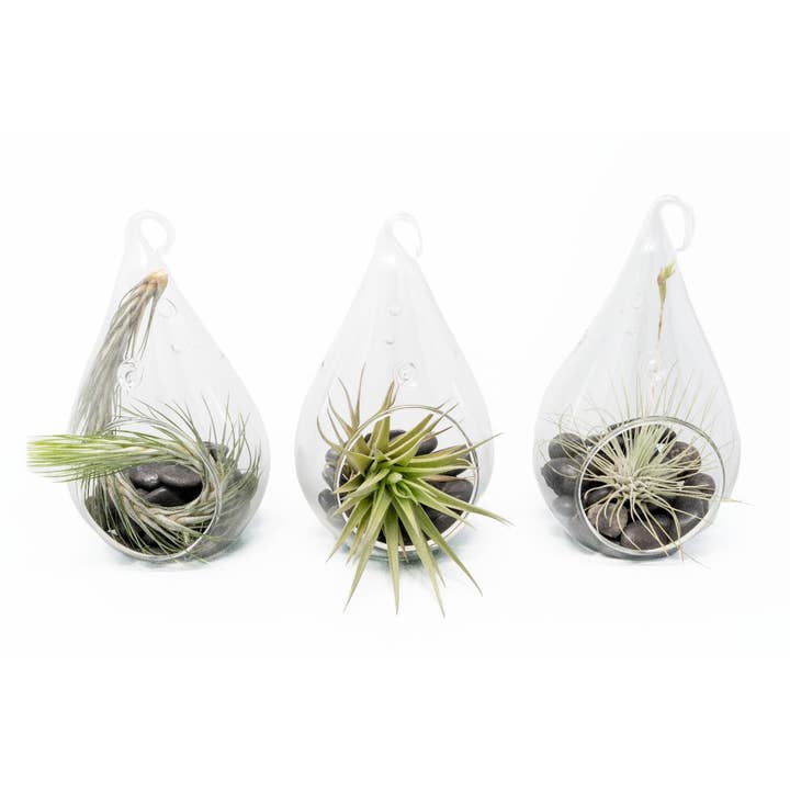 Funky Teardrop Terrariums with Tillandsia Air Plants for wholesale by Air Plant Shop