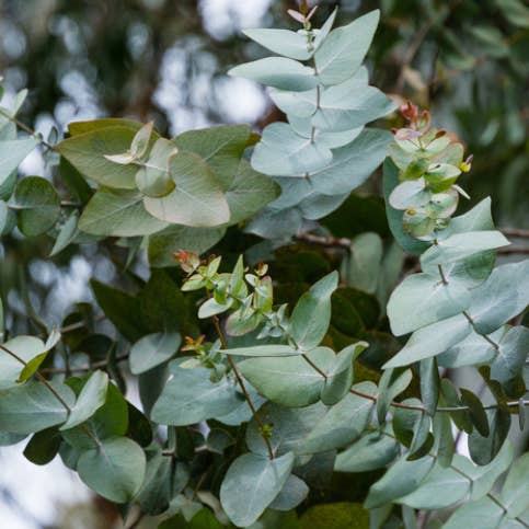 Irish Apothecary – Großhandel Duftöl – Eukalyptus, 100% reines Duftöl