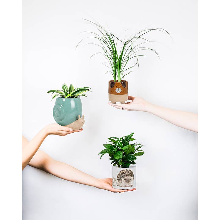 Abbott - Wholesale Plant Pot - Tall Turq Snail Planter-5"H